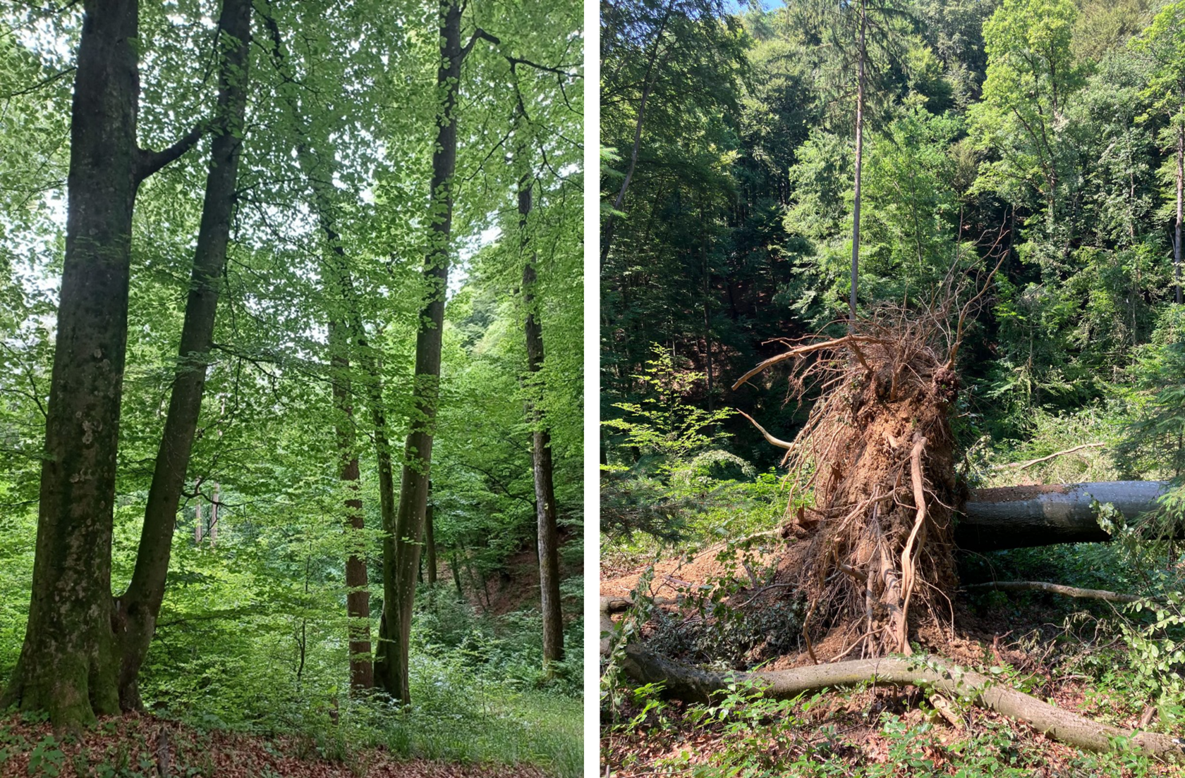 7_forest before and after windthrow
