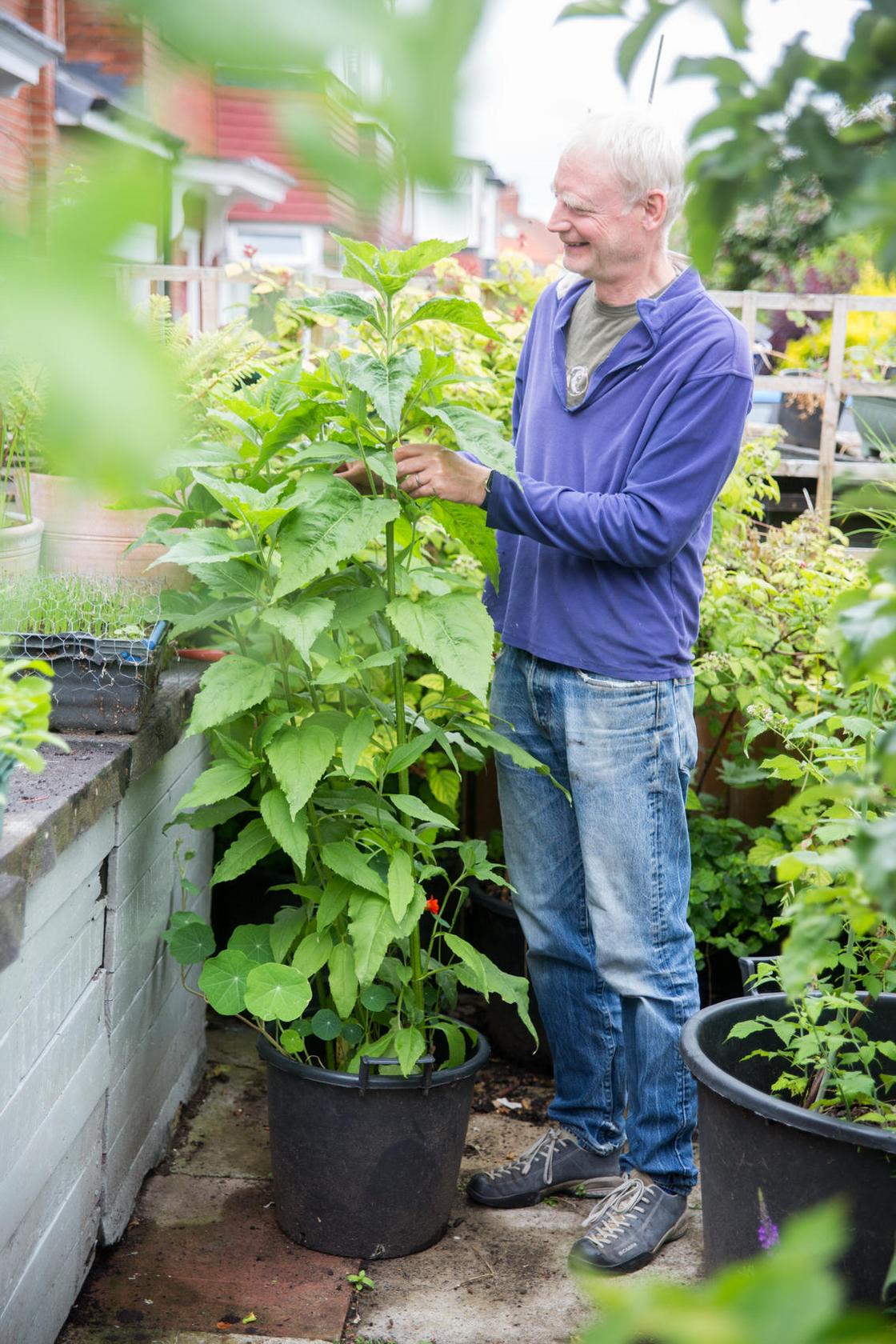 Artichoke in 30 litre pot