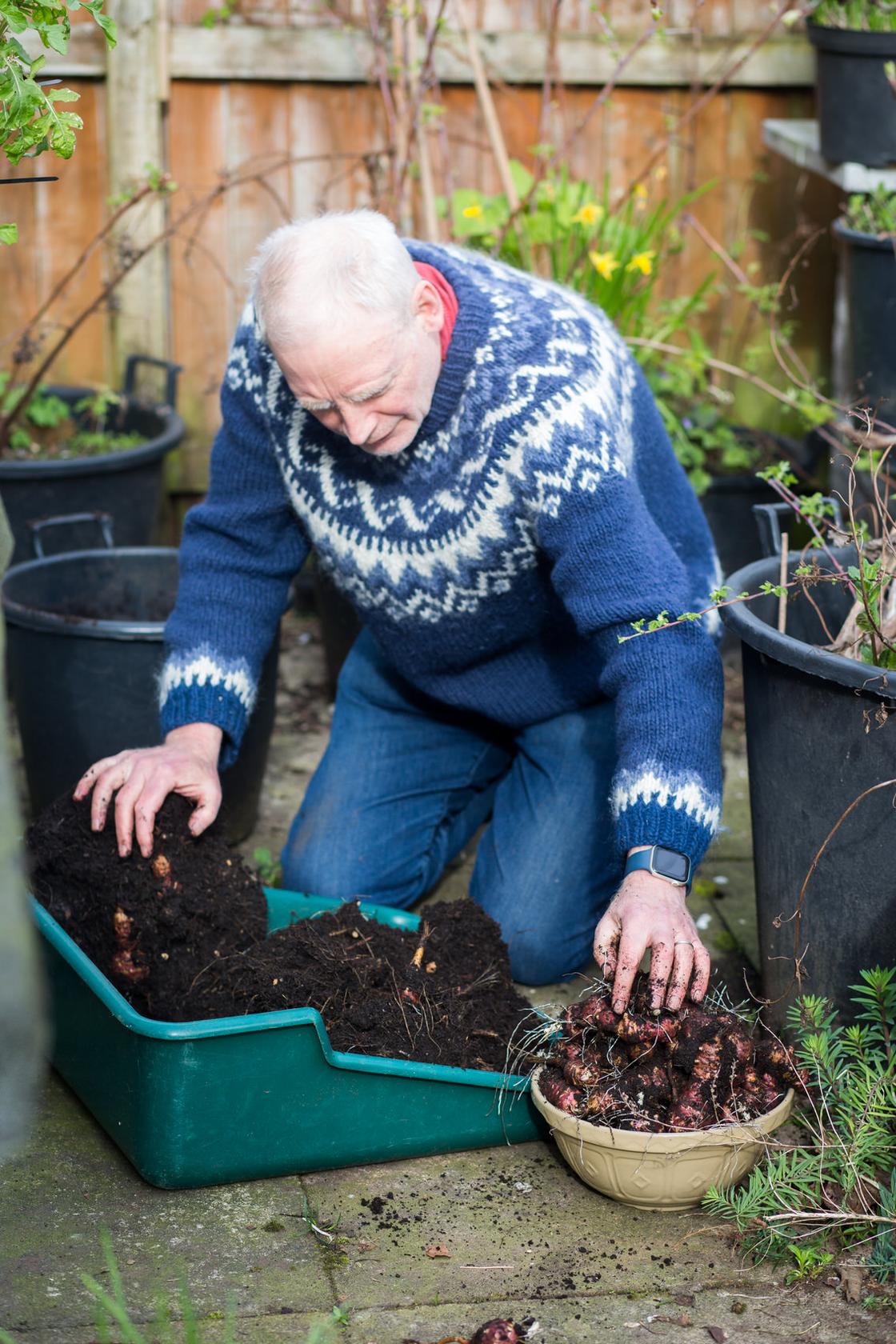 Harvesting artichokes