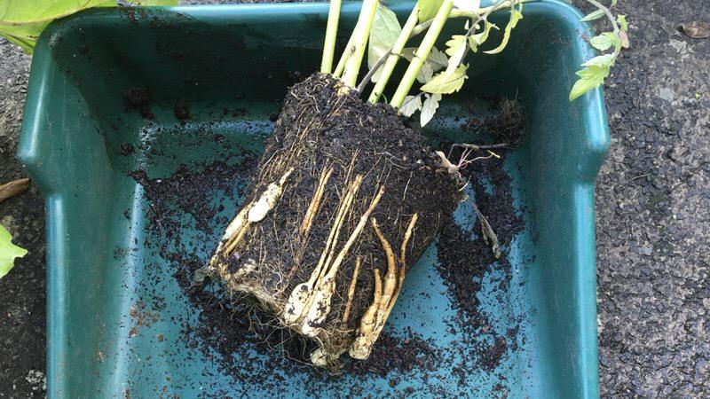 artichokes 10 litre pot