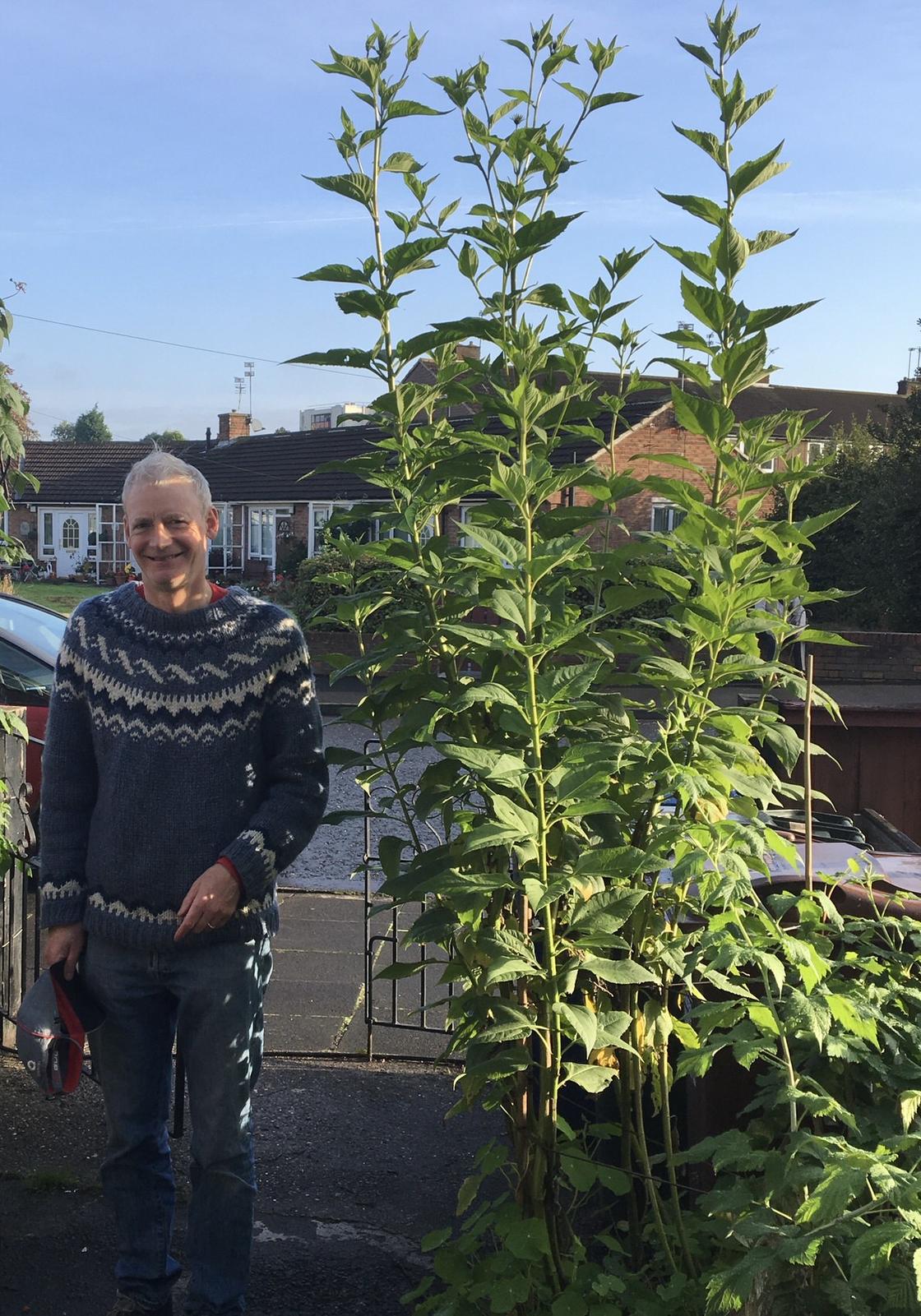 artichokes in veg crate