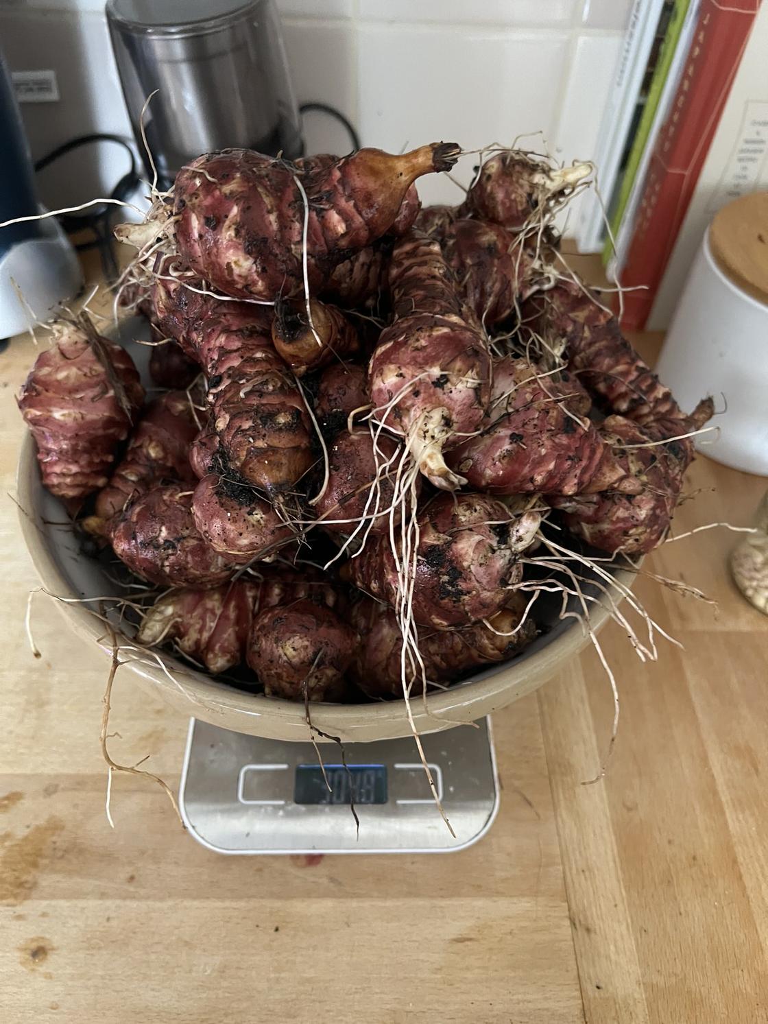 artichoke harvest 3kg