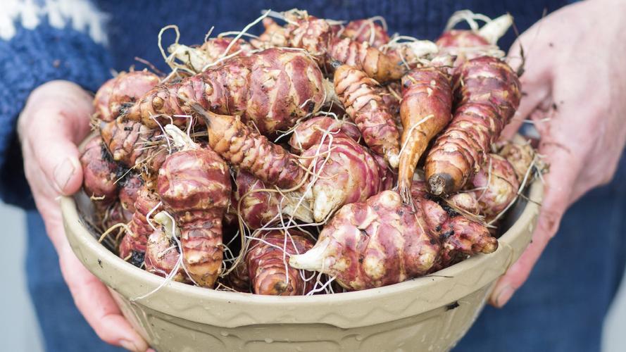 Artichoke harvest 3kg 2