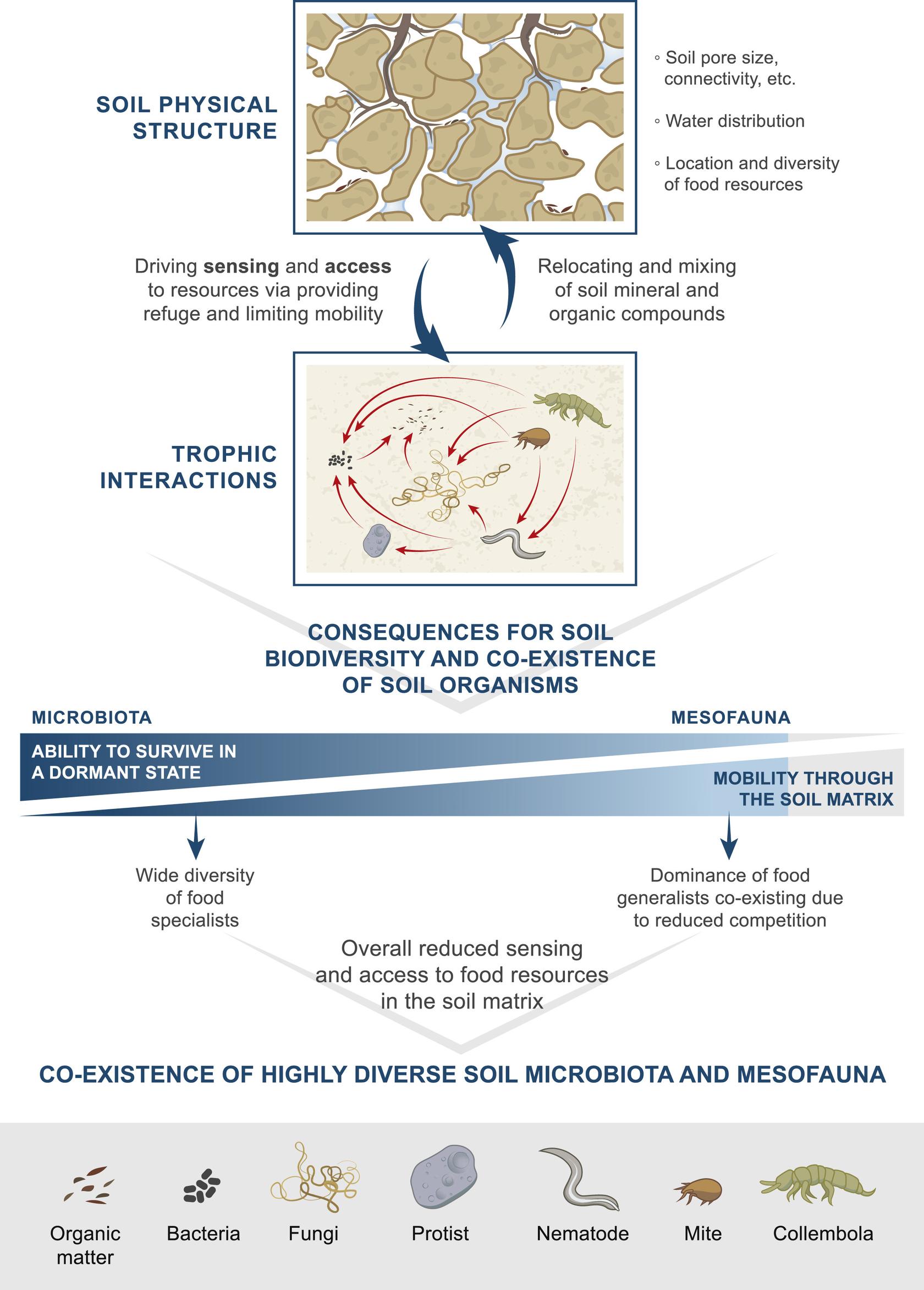 1-s2.0-S0038071720301735-gr1_lrg