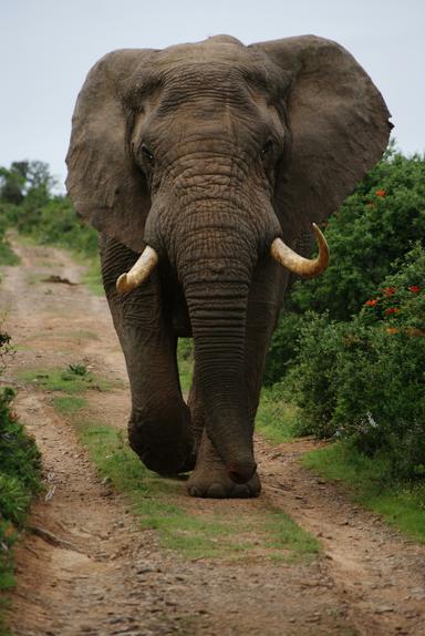 An elephant walking down a path, respreseneting strength and knowledge.
