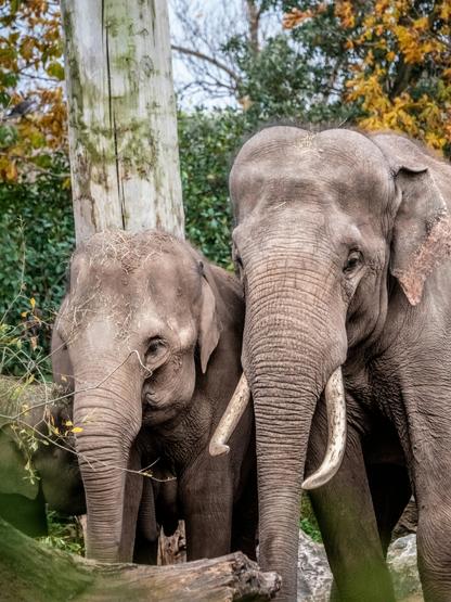 an elephant parent and child