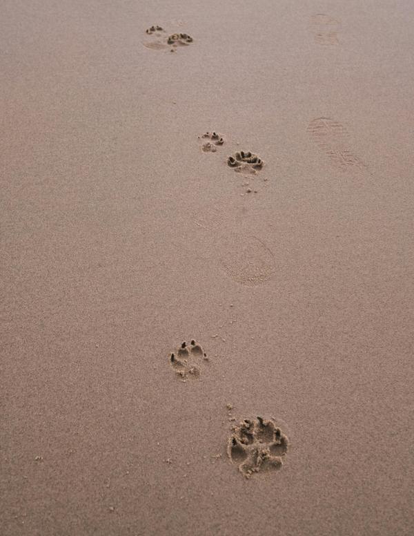 Beach dog