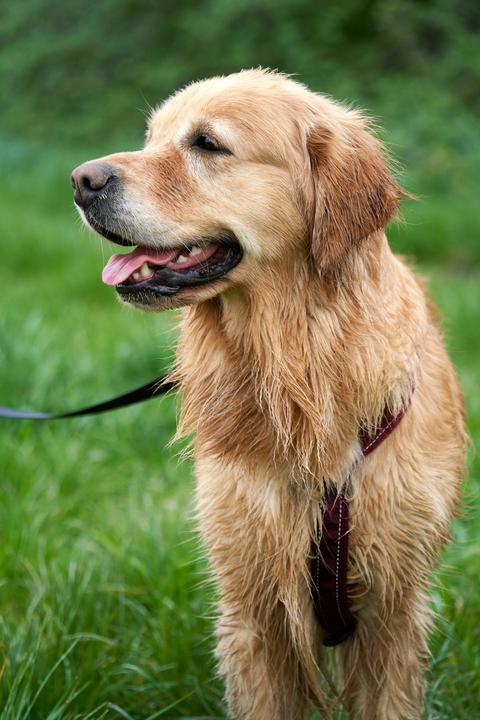 Golden retriever sidder i græsset med åben mund og er afslappet