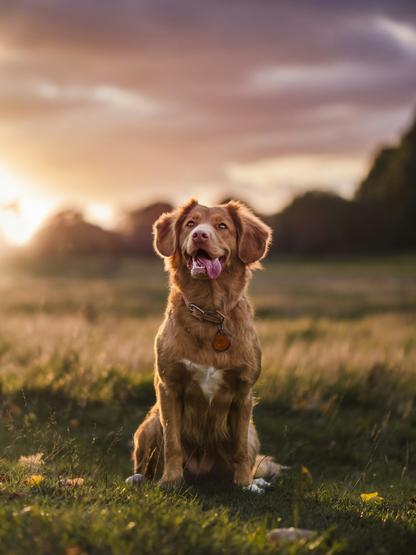 Hund sidder i græsmark ved solnedgang