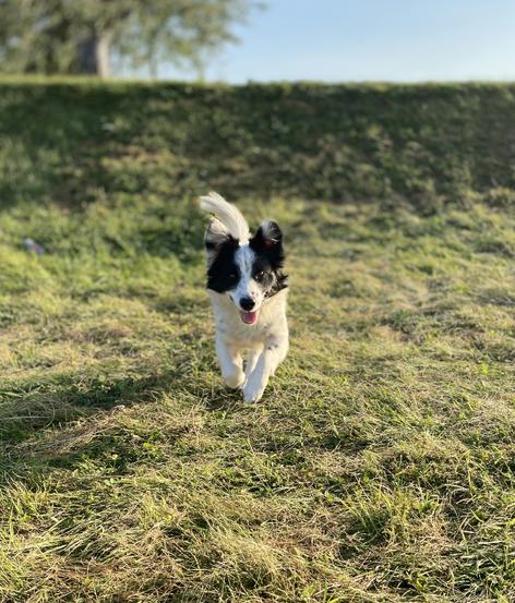 lille hund kommer løbende indkald