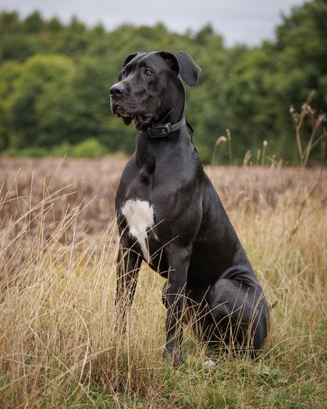 Opmærksom hund træner stop-signal på afstand i naturen