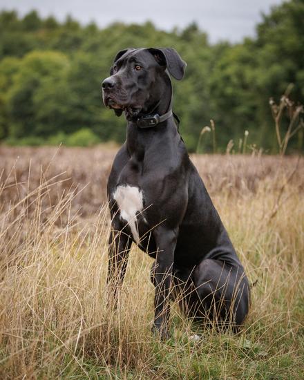 Opmærksom hund træner stop-signal på afstand i naturen