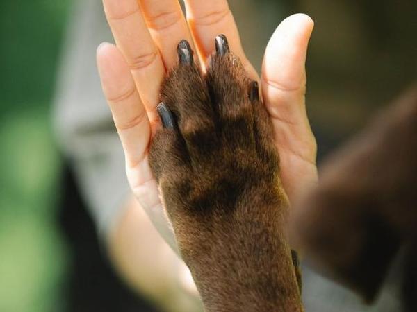 paw