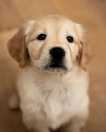 Golden Retriever hundehvalp sidder og kigger ind i kameraet