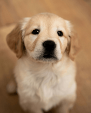 Golden Retriever hundehvalp sidder og kigger ind i kameraet