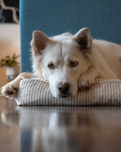 Stor hvid hund slapper af i sin hundekurv