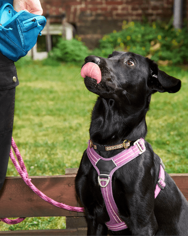 Sort labrador træner med sin ejer 