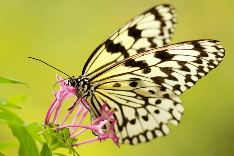 butterfly on a flower