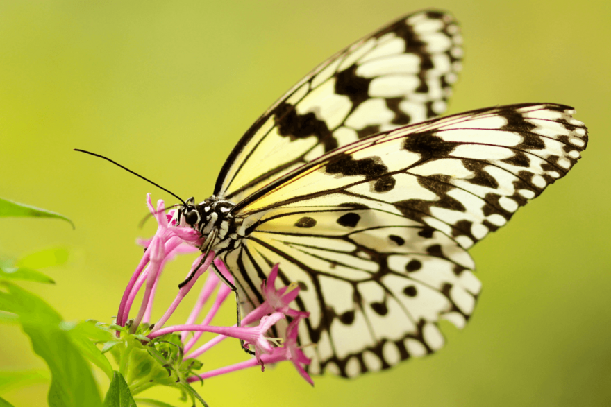 butterfly on a flower