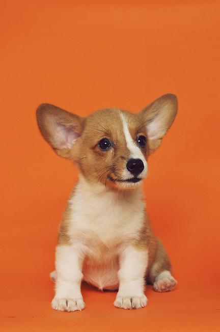 Corgi hundehvalp med orange baggrund 
