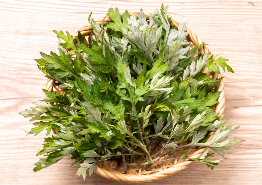 Artemisia vulgaris