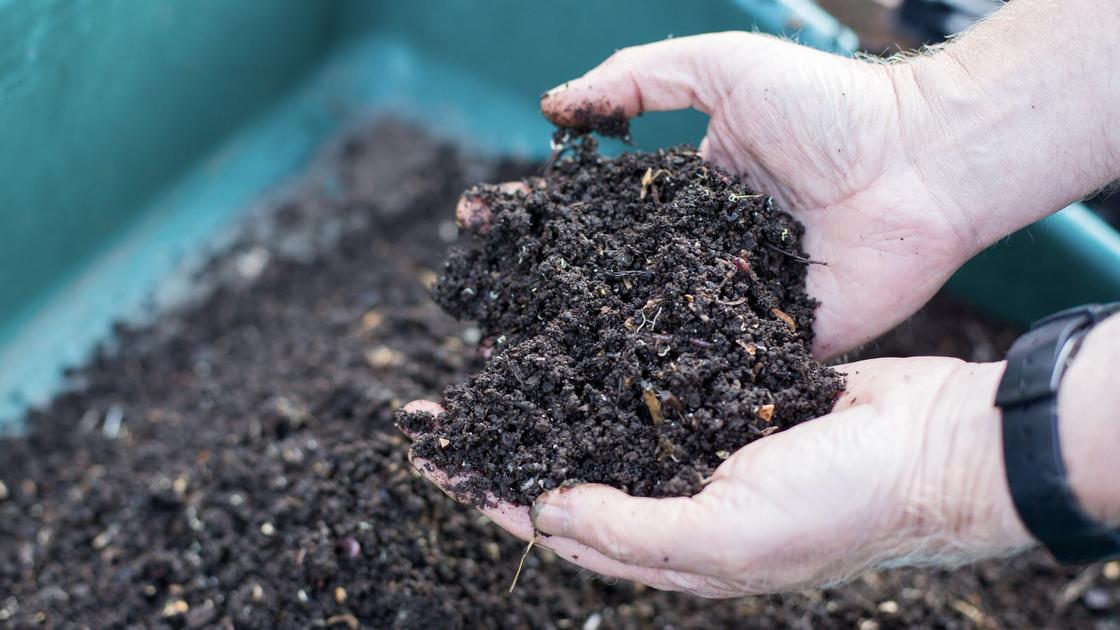 Worm compost