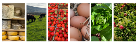 Cheese, cattle, strawberries, eggs, lettuce and apples
