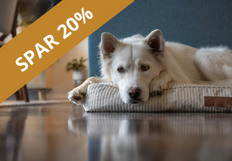 Stor hvid hund slapper af i hundekurv