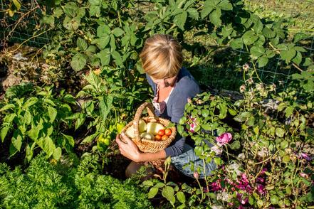 a woman gathering vegetables in her lush garden