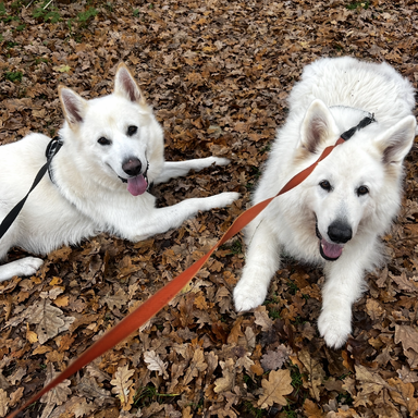 Jasmin Sara Granell - Snow, Malamute/Schæfer