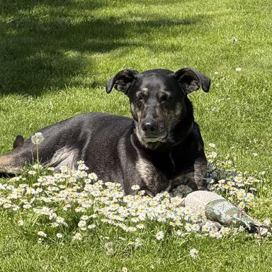 Kirsten og Claus - Aslan, Hvid Schweizisk Hyrdehund/lab. bl.