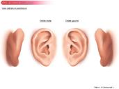 Ears modele