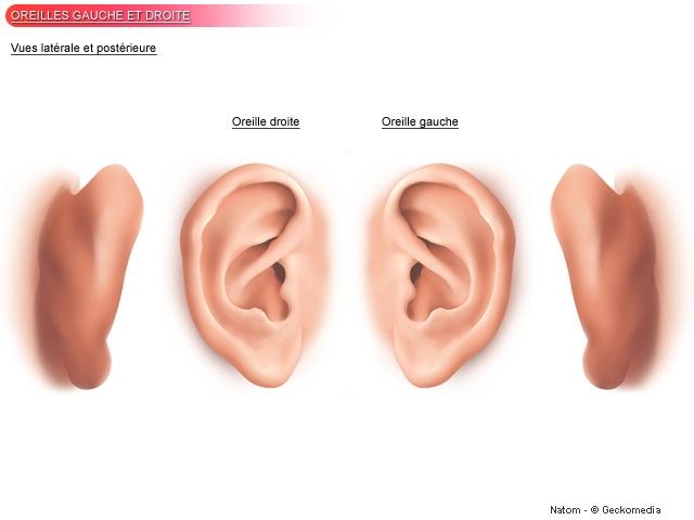 Ears modele