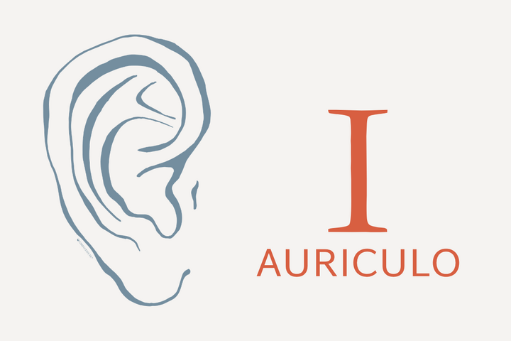 Auriculo 1 - 600x400