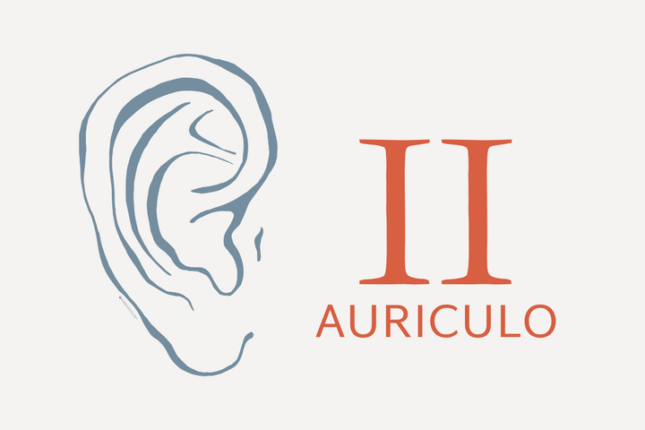 Auriculo 2 - 600x400
