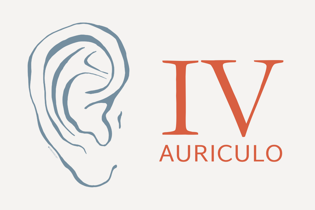 Auriculo 4 - 600x400