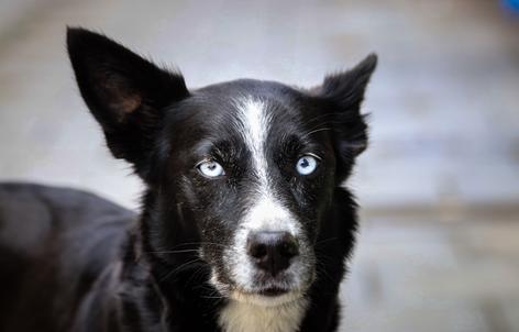 Rescue dog