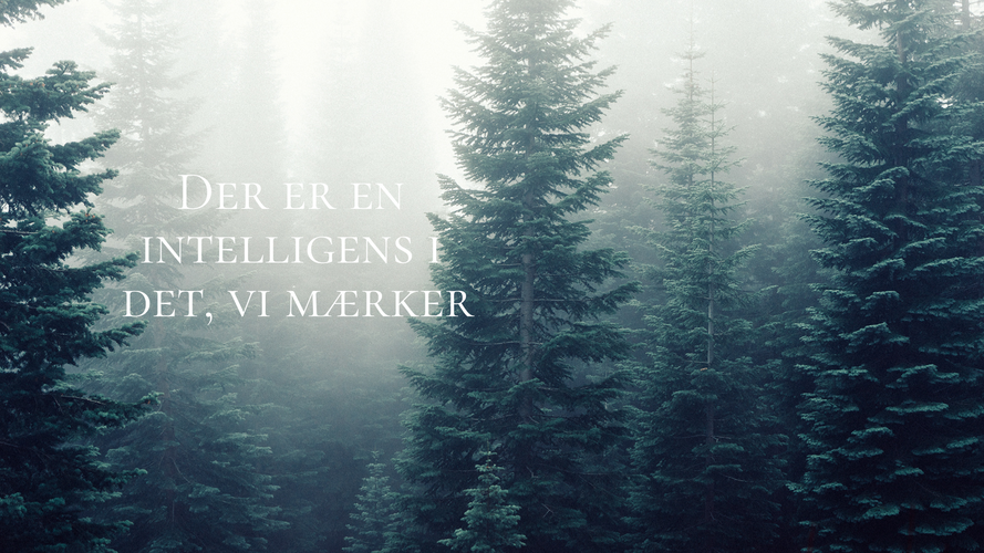Der er en intteligens i det vi mærker