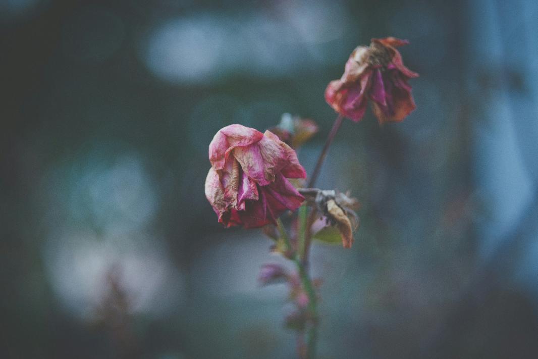 silvestri-matteo-L3fpHBSg8ms-unsplash