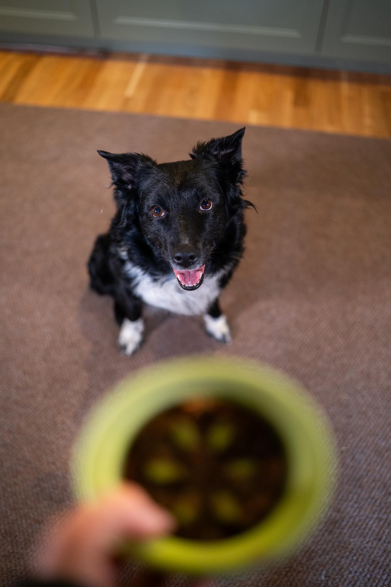 Lätt och kul med hunden, mataktivering-9