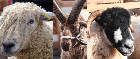 Masham Sheep Fair