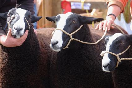 showing sheep