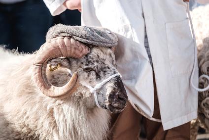 sheep wearing a flat cap