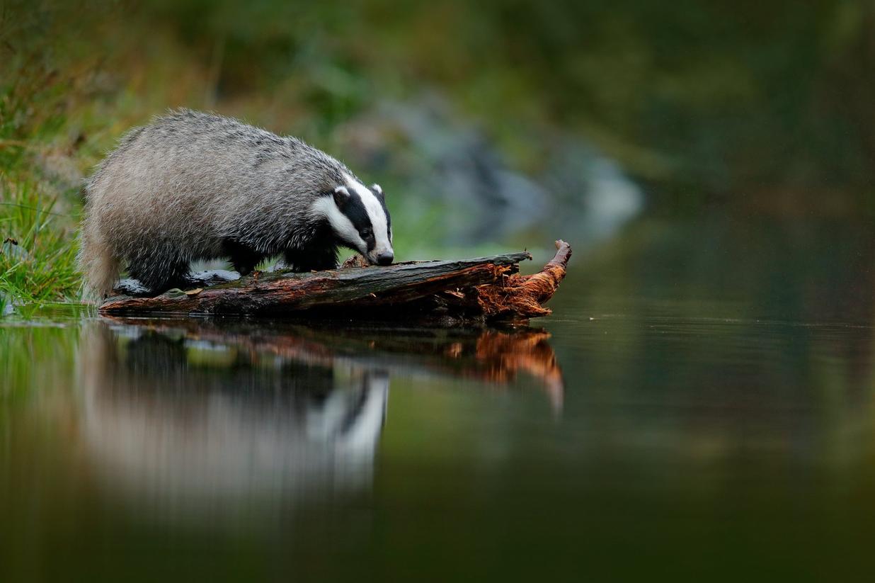 The Everyman — the badger