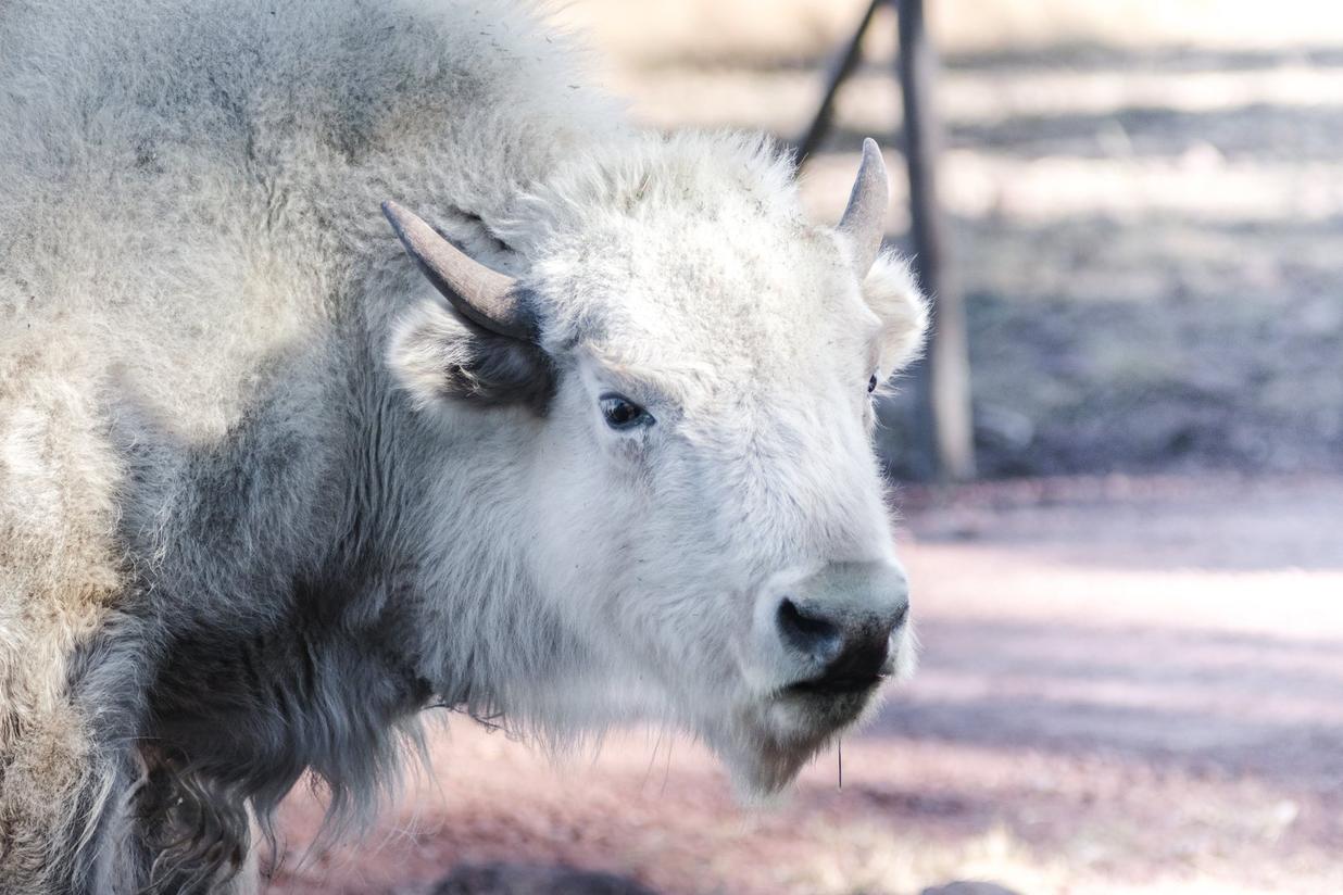 The Hero — the white bison