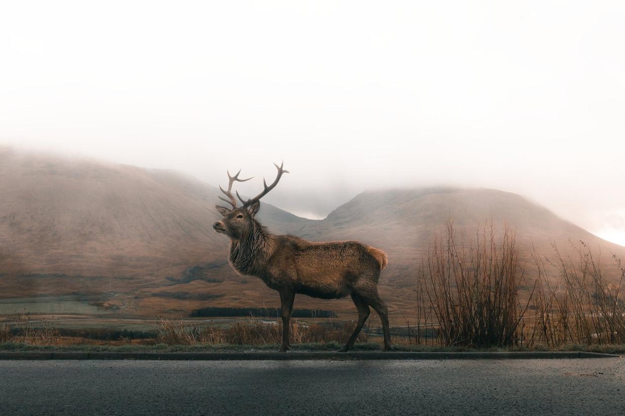 The Explorer — the elk