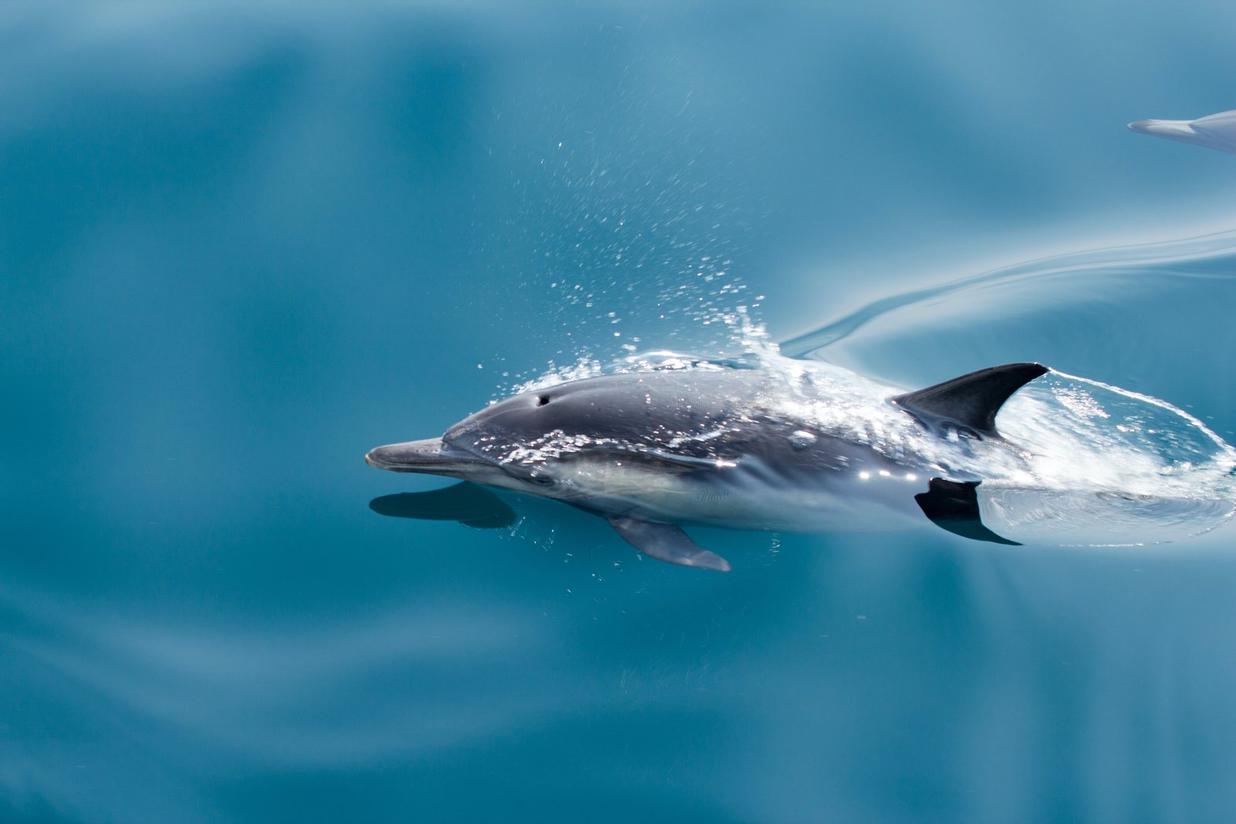 The Lover — the dolphin