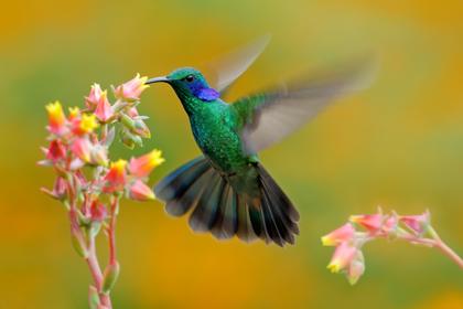 The Creator — the hummingbird