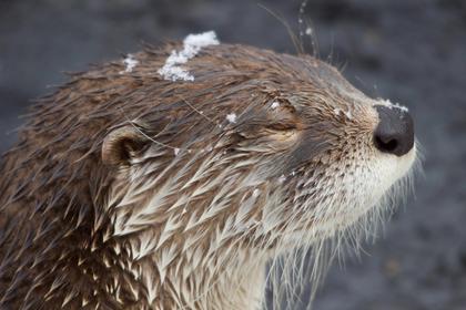 The Jester — the otter