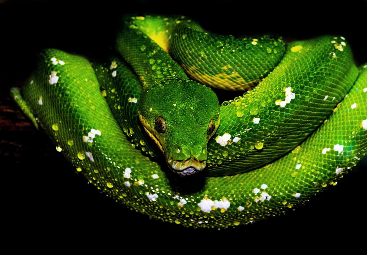 The Alchemist — the green tree python